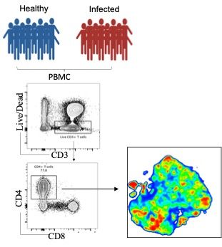 Diversity of Th2 cells in humans infected with helminth parasites