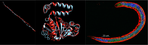 Interaction between allergen- and helminth-driven type-2 immune responses